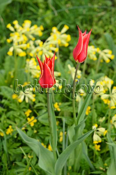 520006 - Lily-flowered tulip (Tulipa Aladdin) and cowslip (Primula veris)