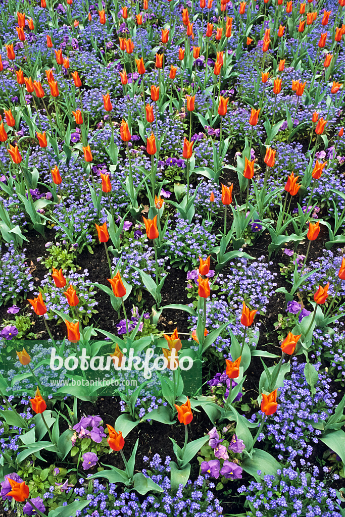 390012 - Lily-flowered tulip (Tulipa Ballerina)