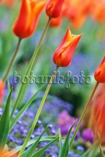 390013 - Lily-flowered tulip (Tulipa Ballerina)