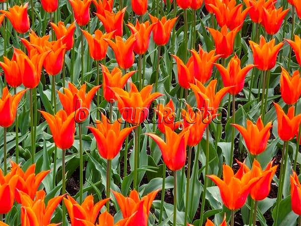 401068 - Lily-flowered tulip (Tulipa Ballerina)