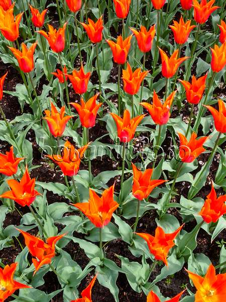 401069 - Lily-flowered tulip (Tulipa Ballerina)