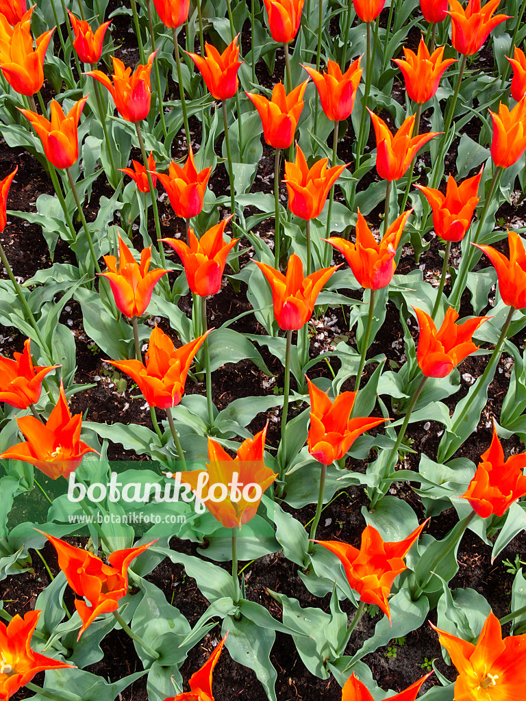 401069 - Lily-flowered tulip (Tulipa Ballerina)