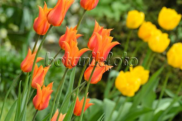 495344 - Lily-flowered tulip (Tulipa Ballerina)