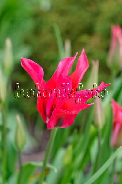 484017 - Lily-flowered tulip (Tulipa Mariette)