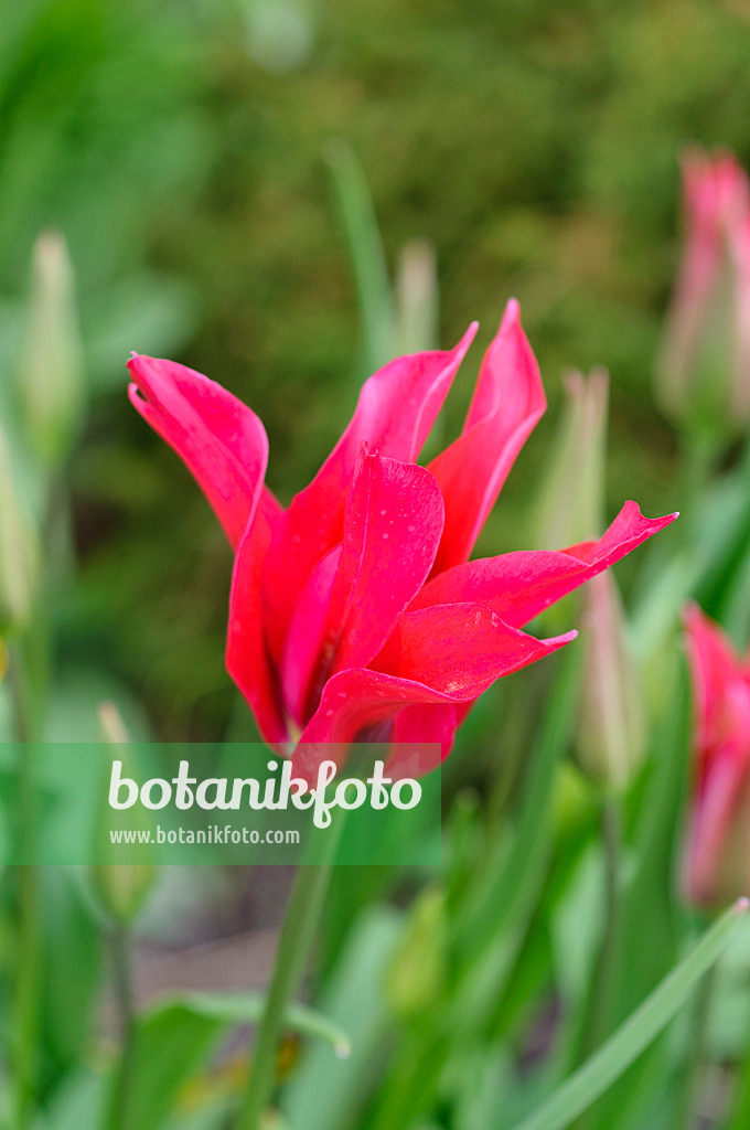 484017 - Lily-flowered tulip (Tulipa Mariette)