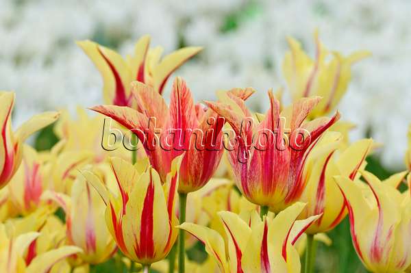 472031 - Lily-flowered tulip (Tulipa Mona Lisa)