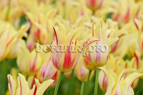 472032 - Lily-flowered tulip (Tulipa Mona Lisa)