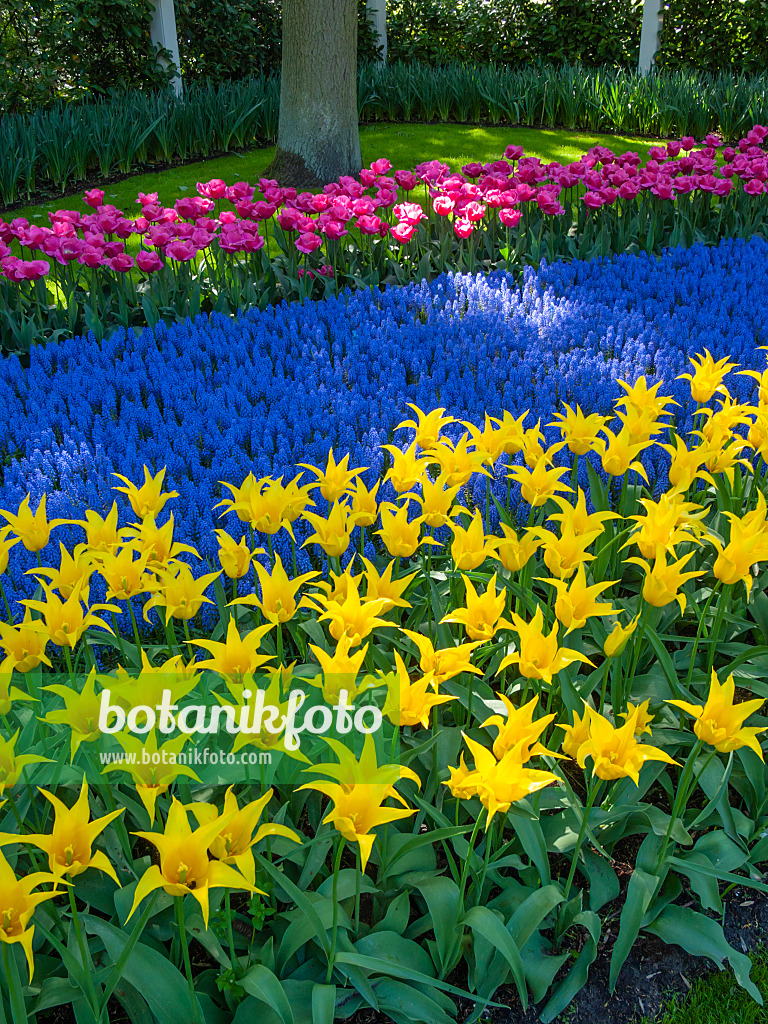 401017 - Lily-flowered tulip (Tulipa West Point), grape hyacinth (Muscari) and triumph tulip (Tulipa Carola)