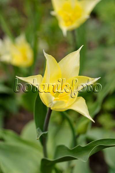 483323 - Lily-flowered tulip (Tulipa White Elegance)