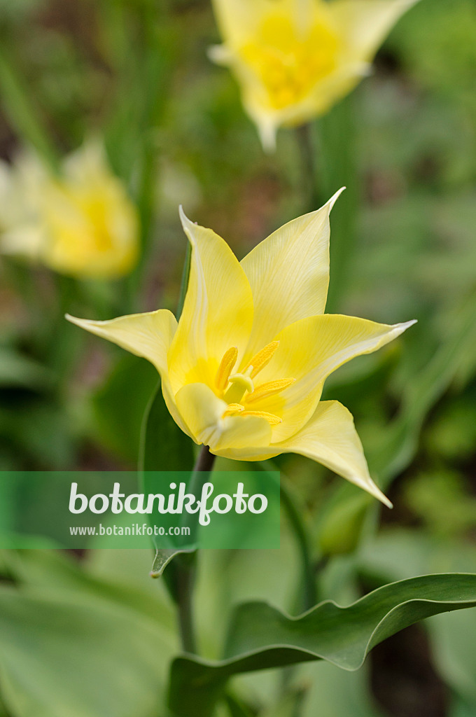 483323 - Lily-flowered tulip (Tulipa White Elegance)