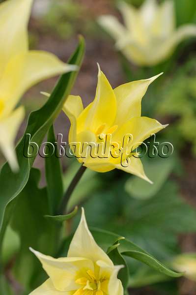 483324 - Lily-flowered tulip (Tulipa White Elegance)