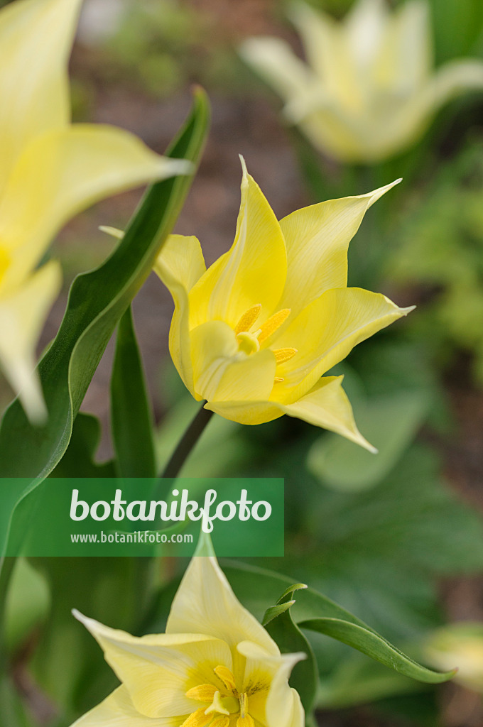 483324 - Lily-flowered tulip (Tulipa White Elegance)