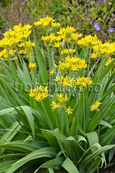 496331 - Lily leek (Allium moly)