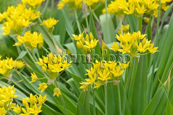 496332 - Lily leek (Allium moly)