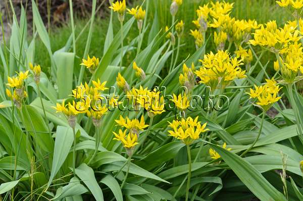 496333 - Lily leek (Allium moly)