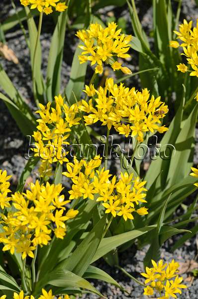 533214 - Lily leek (Allium moly)