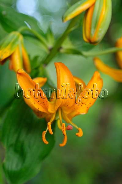 473047 - Lily (Lilium hansonii)