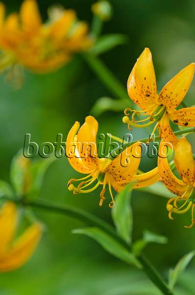 497095 - Lily (Lilium hansonii)