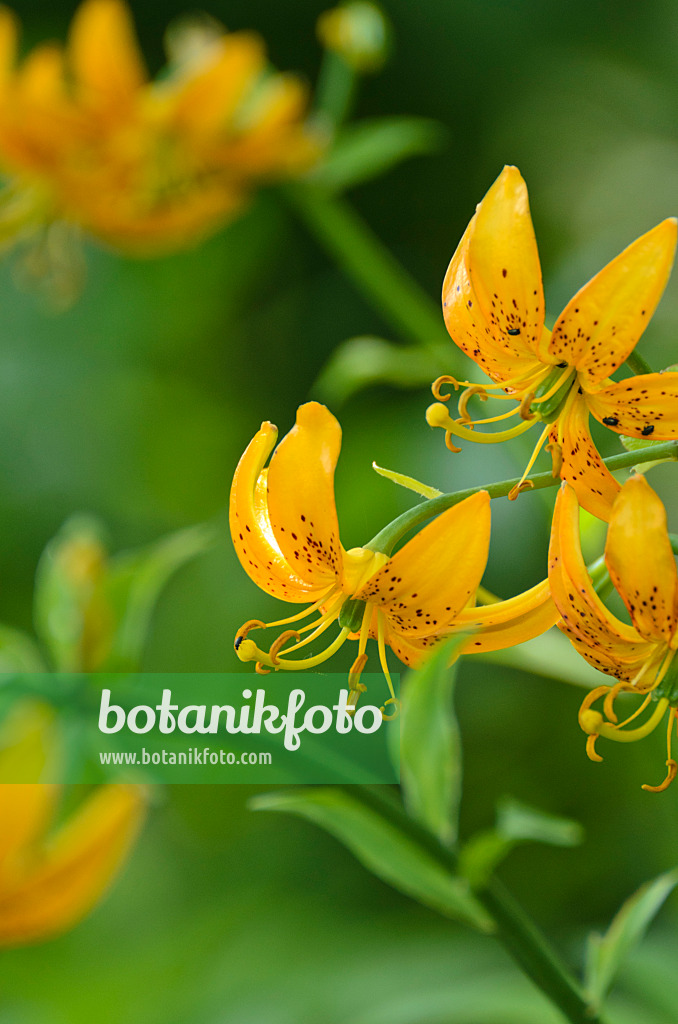 497095 - Lily (Lilium hansonii)