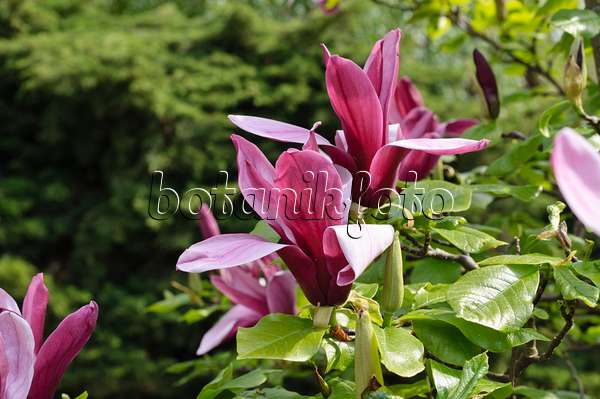 471281 - Lily magnolia (Magnolia liliiflora)