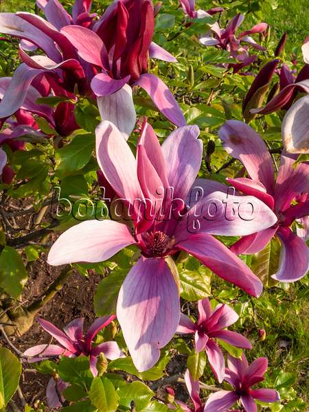 412066 - Lily magnolia (Magnolia liliiflora 'Nigra')