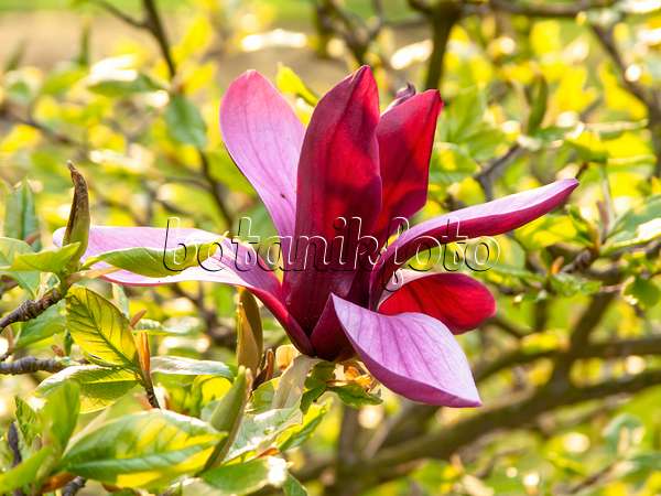 437192 - Lily magnolia (Magnolia liliiflora 'Nigra')