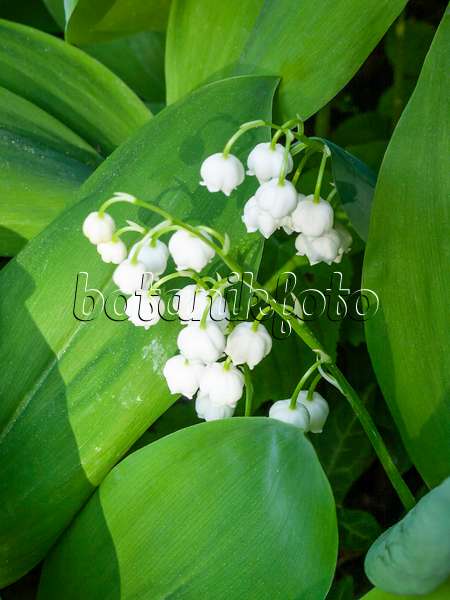 401206 - Lily of the valley (Convallaria majalis)