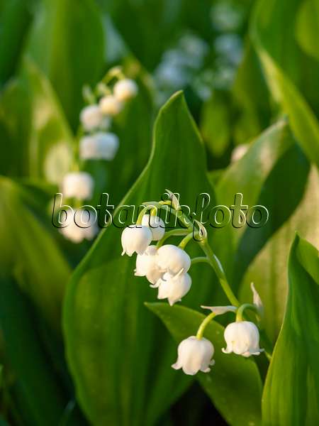 448066 - Lily of the valley (Convallaria majalis)