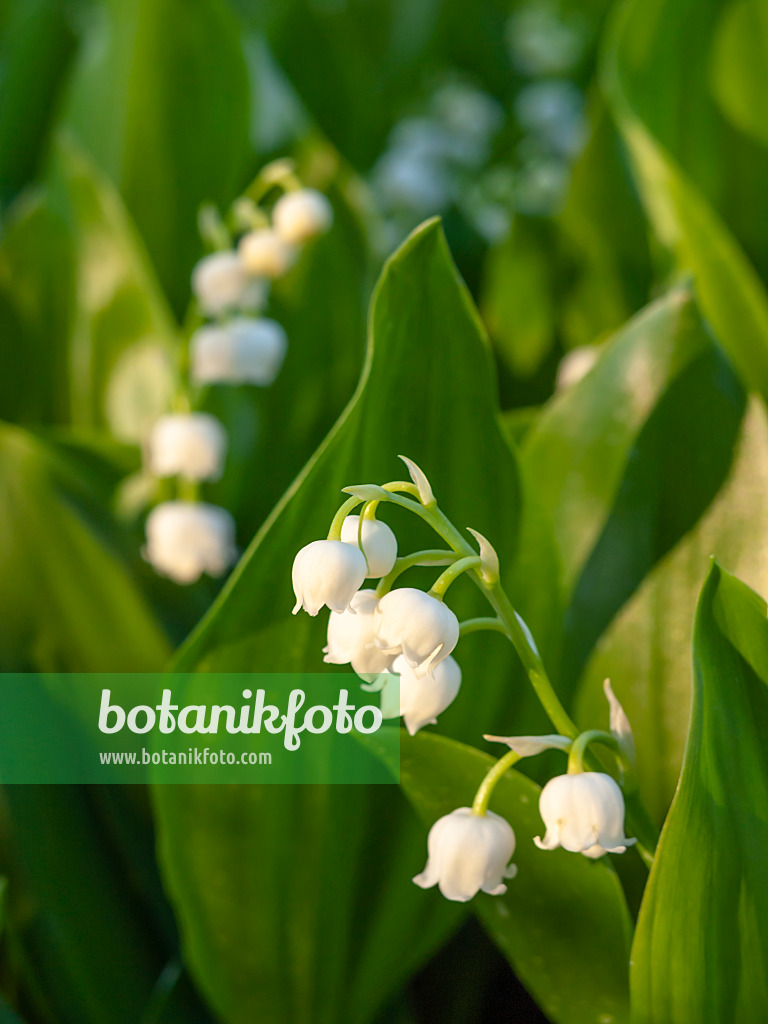 448066 - Lily of the valley (Convallaria majalis)