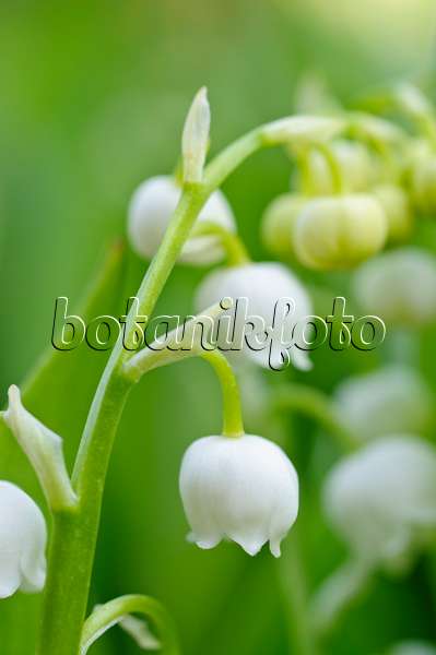 471278 - Lily of the valley (Convallaria majalis)