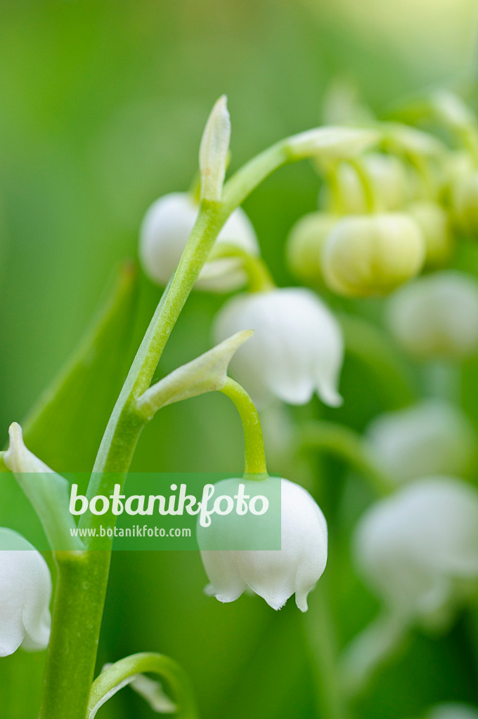 471278 - Lily of the valley (Convallaria majalis)