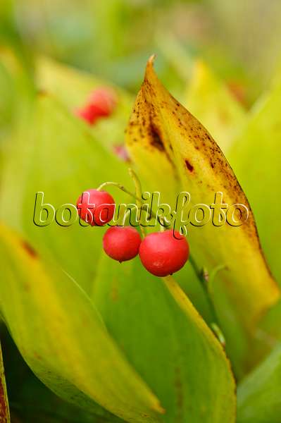 476246 - Lily of the valley (Convallaria majalis)