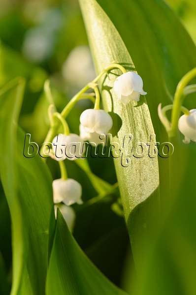 496038 - Lily of the valley (Convallaria majalis)