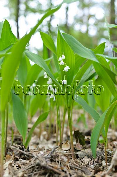 496157 - Lily of the valley (Convallaria majalis)