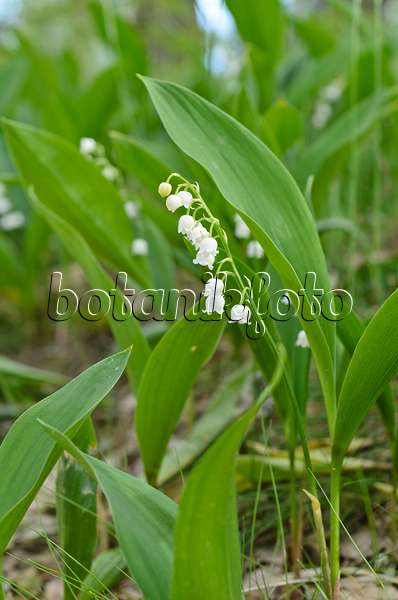 496159 - Lily of the valley (Convallaria majalis)