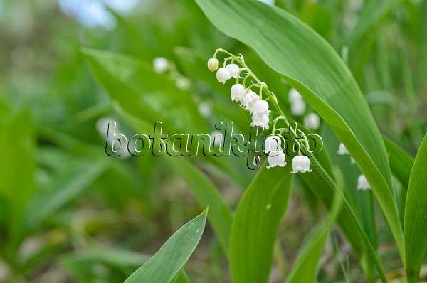 496160 - Lily of the valley (Convallaria majalis)