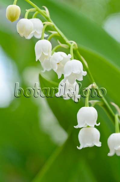 496161 - Lily of the valley (Convallaria majalis)