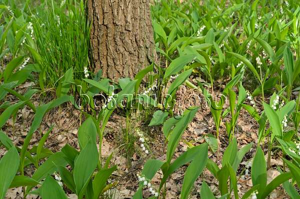496162 - Lily of the valley (Convallaria majalis)