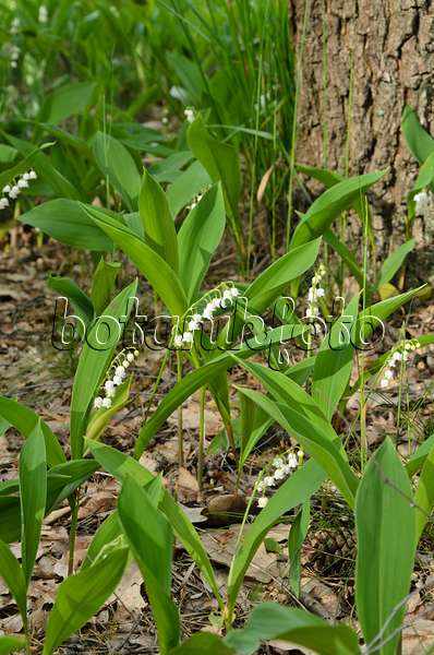 496163 - Lily of the valley (Convallaria majalis)