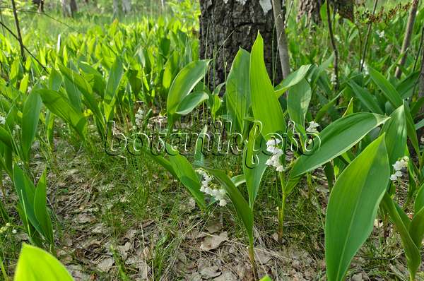 496164 - Lily of the valley (Convallaria majalis)