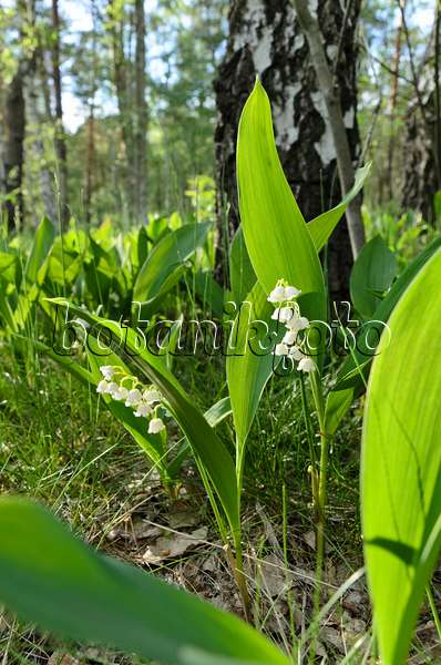 496165 - Lily of the valley (Convallaria majalis)