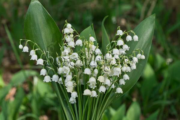 556150 - Lily of the valley (Convallaria majalis)