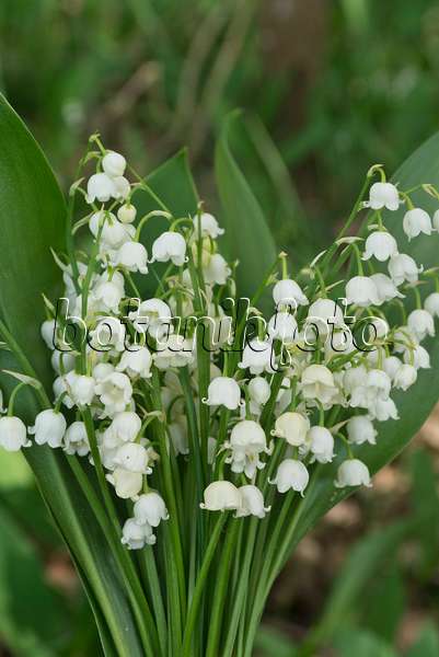 556151 - Lily of the valley (Convallaria majalis)