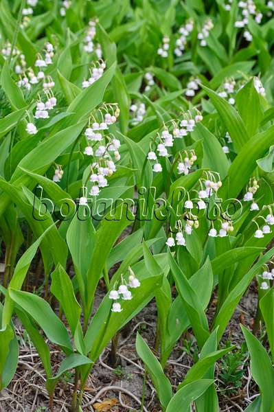 471349 - Lily of the valley (Convallaria majalis 'Rosea')