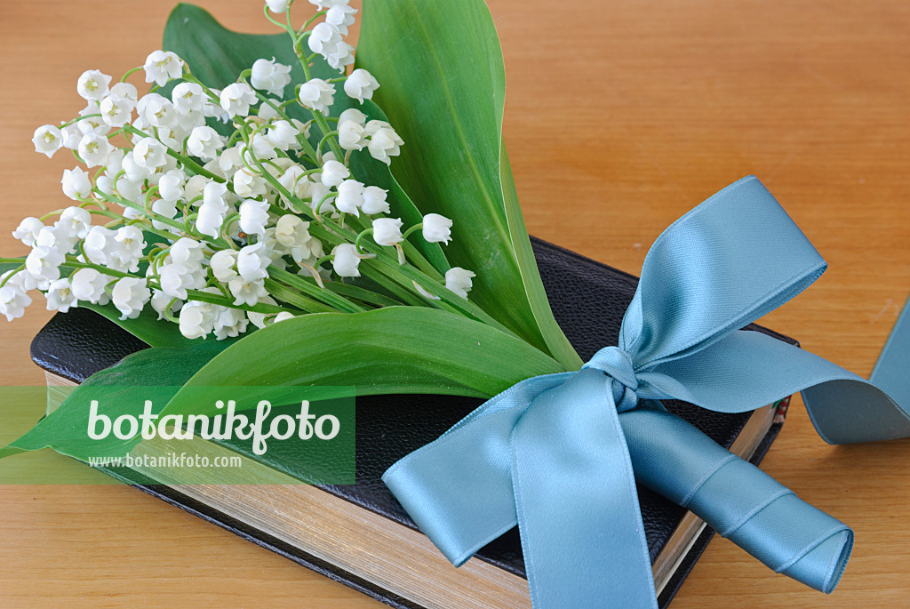 481019 - Lily of the valley (Convallaria majalis) with turquoise ribbon on a hymnal