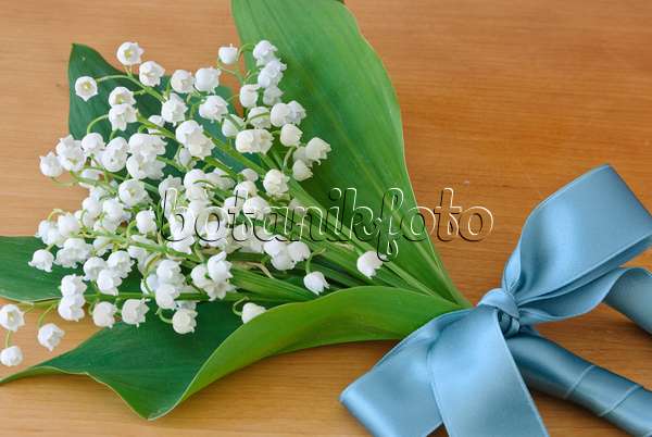 481020 - Lily of the valley (Convallaria majalis) with turquoise ribbon