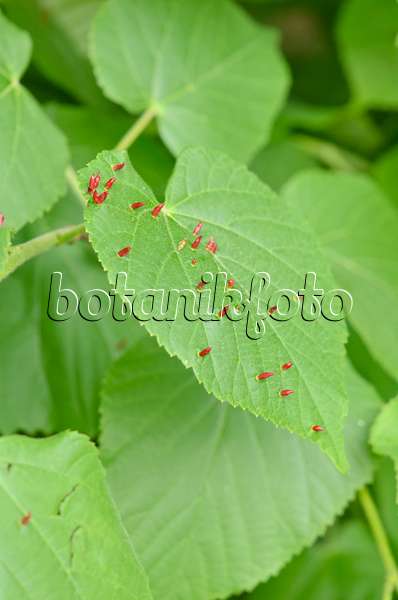 544082 - Lime (Tilia) and linden gall mite (Eriophyes tiliae)