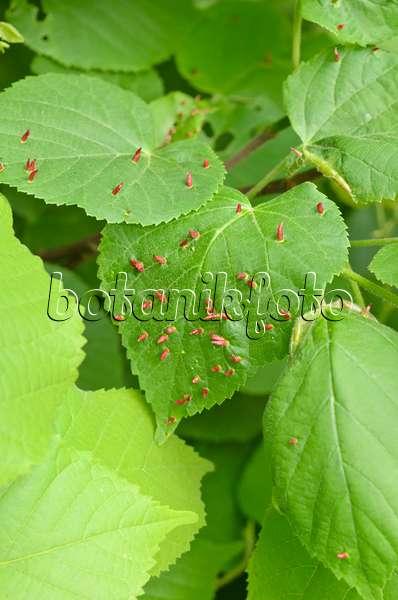 544083 - Lime (Tilia) and linden gall mite (Eriophyes tiliae)