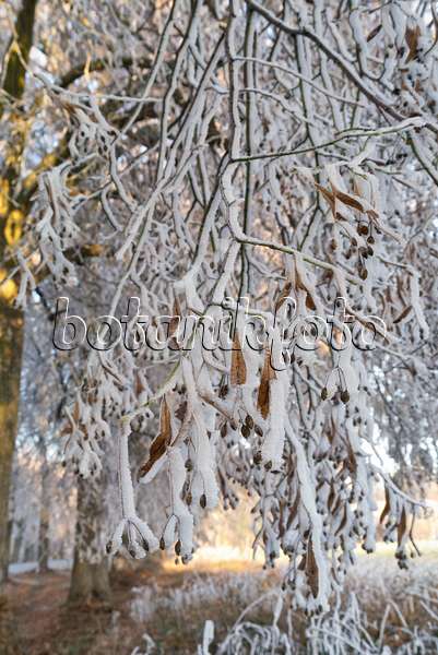 565032 - Limes (Tilia) with hoar frost