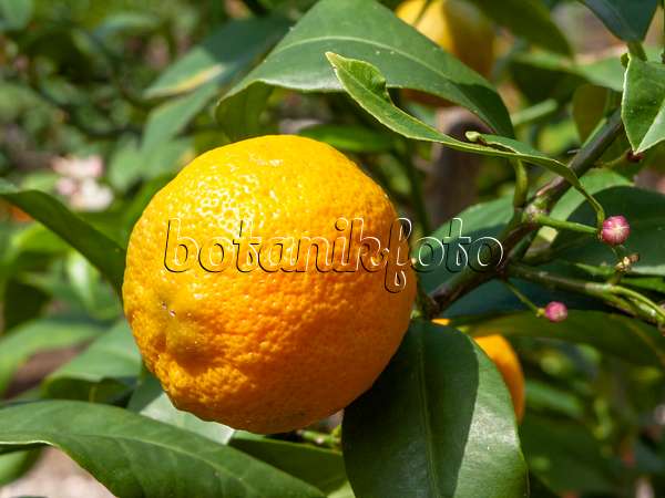 437342 - Limettier de Rangpur (Citrus x limonia)